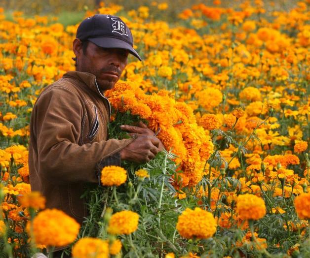 ¿Conoces la leyenda de la flor de cempasúchil?
