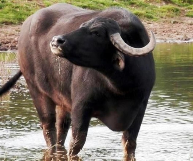 México saca poco provecho a la carne de búfalo México saca poco provecho a la carne de búfalo