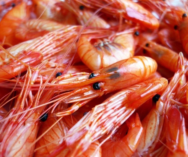 Lidera camarón producción pesquera de Tamaulipas 