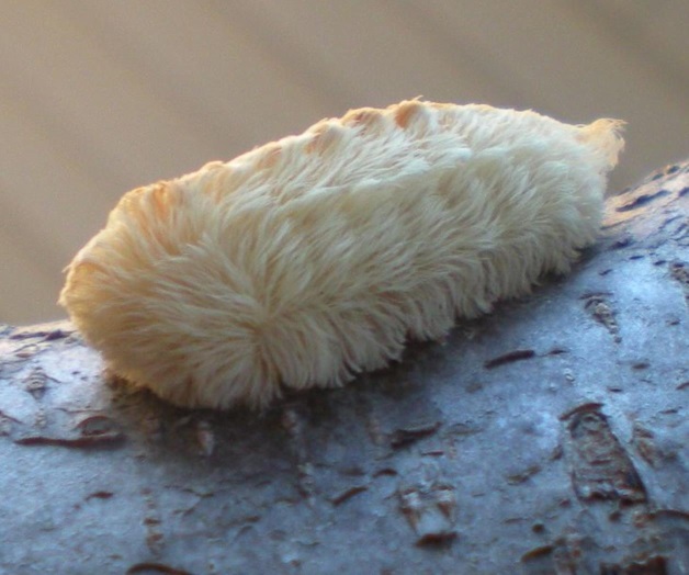 Emiten recomendaciones por oruga peluche, ¡el veneno de las espinas!