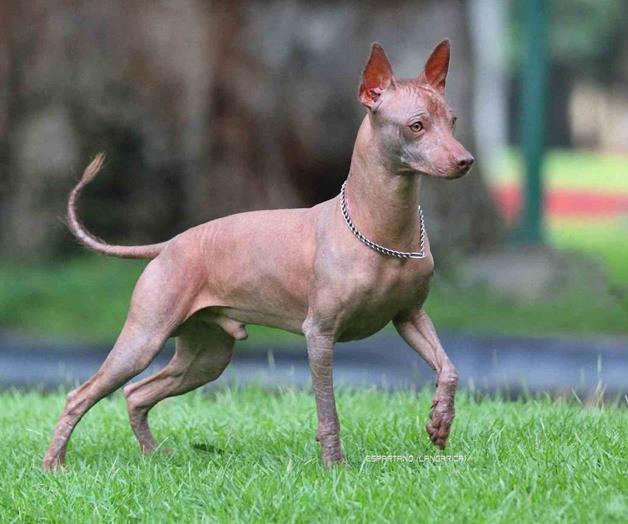 Xoloitzcuintle, ícono prehispánico nacional Xoloitzcuintle, ícono prehispánico nacional