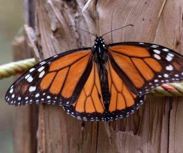 Interponen demanda vs. gobierno federal. Centro Nacional de Mariposas