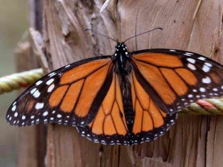 Interponen demanda vs. gobierno federal. Centro Nacional de Mariposas Interponen demanda vs. gobierno federal. Centro Nacional de Mariposas