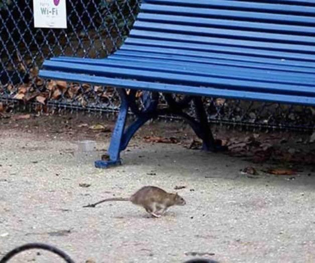 Cancillería de Francia adopta gatos para enfrentar plaga de ratas