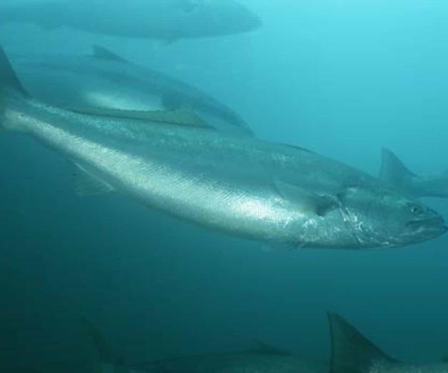 Descubren potente sonido de pez de aguas mexicanas Descubren potente sonido de pez de aguas mexicanas