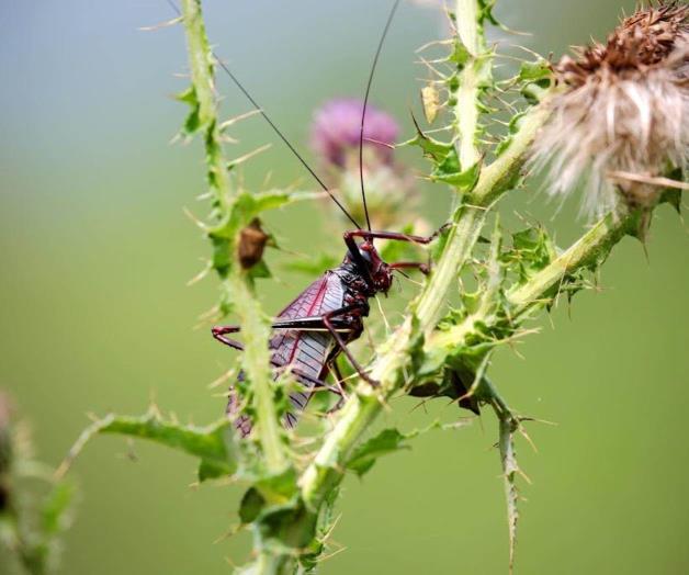 Plantea estudio de la UAT utilizar la ‘chiva’ del encino