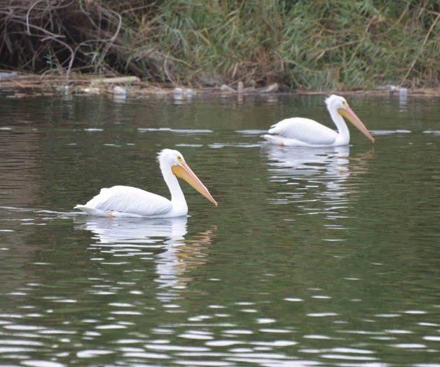 Llegan distinguidos visitantes