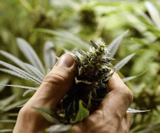 Legalización de la marihuana en Venezuela es un proyecto remoto