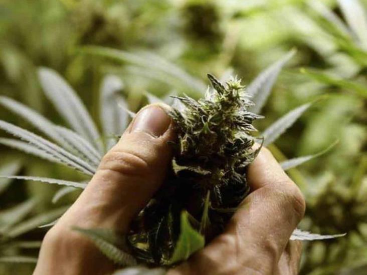 Legalización de la marihuana en Venezuela es un proyecto remoto Legalización de la marihuana en Venezuela es un proyecto remoto