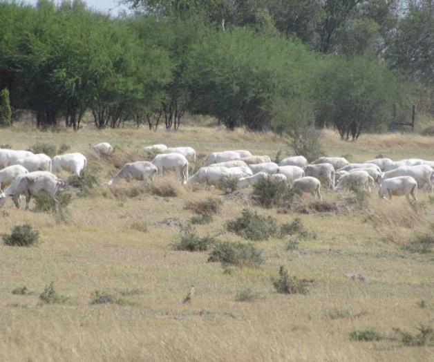 Escasea comida para el ganado