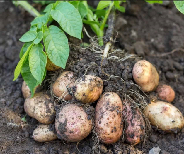 Recompensa fundación novedosa investigación. Enverdecimiento de cítricos y enfermedad de la papa