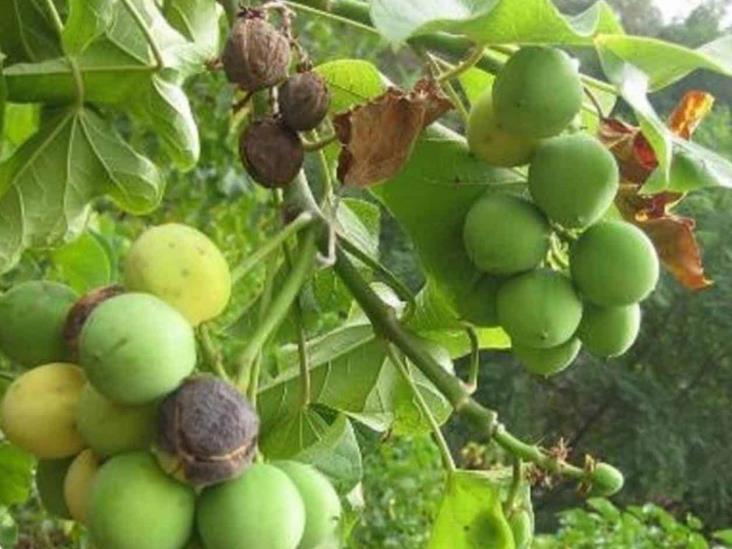 Experimenta con plantas para generar biodiésel en Jalisco Experimenta con plantas para generar biodiésel en Jalisco
