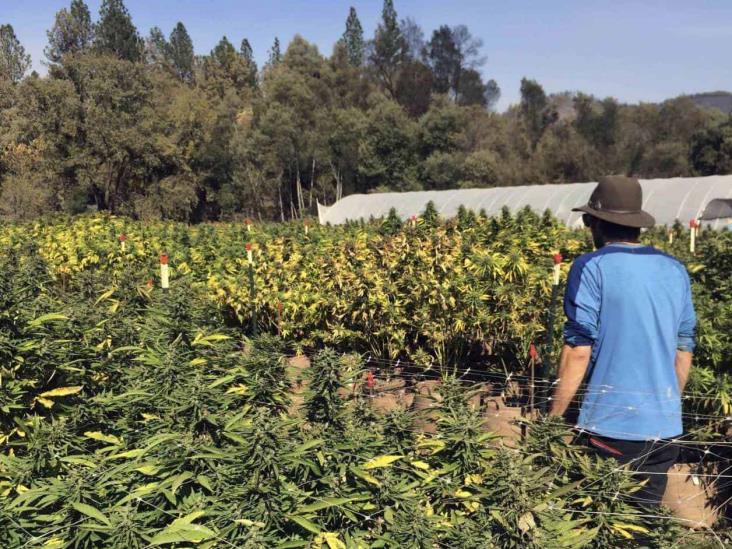 Marihuana legal: lo que hay que saber Marihuana legal: lo que hay que saber