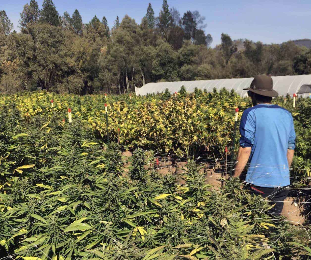 Marihuana legal: lo que hay que saber