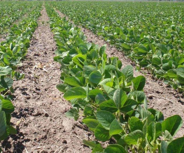 Interesa la producción de soya en la ribereña Interesa la producción de soya en la ribereña