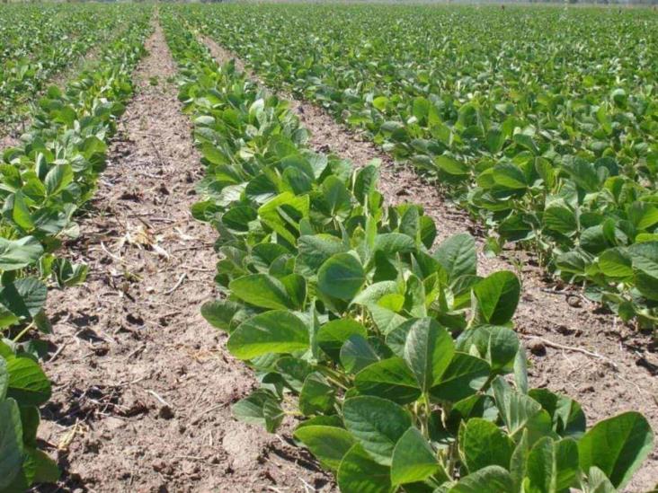 Interesa la producción de soya en la ribereña Interesa la producción de soya en la ribereña