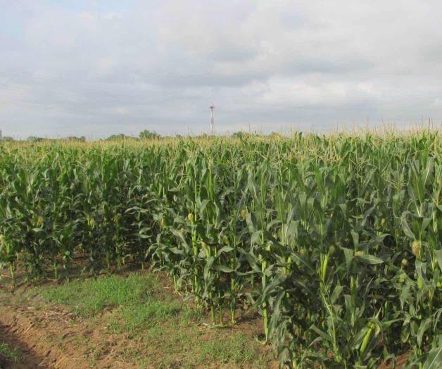 Revelan fechas de siembra para el maíz y sorgo