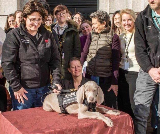 Cuidará perro valiosas obras de arte