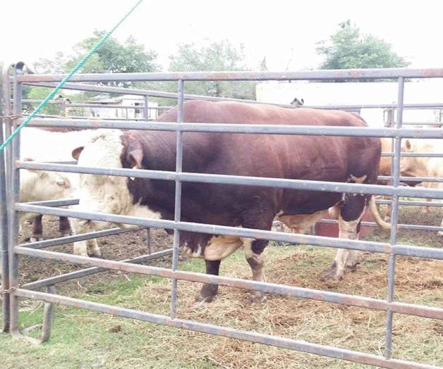 Liberan avispas contra la plaga de la mosca