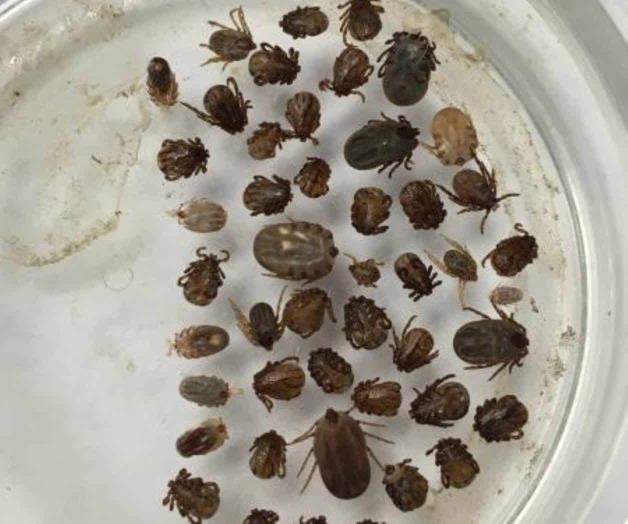 Interceptan 11 pieles de venado infestados con garrapatas Interceptan 11 pieles de venado infestados con garrapatas