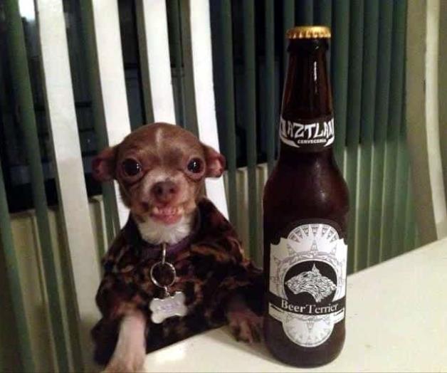 Apuestan a experiencias con cerveza para perros