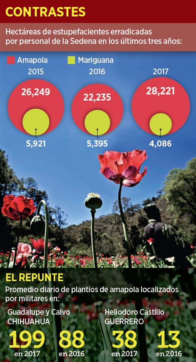 Reportan auge en la amapola Reportan auge en la amapola