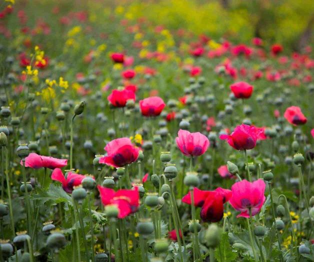 Reportan auge en la amapola Reportan auge en la amapola