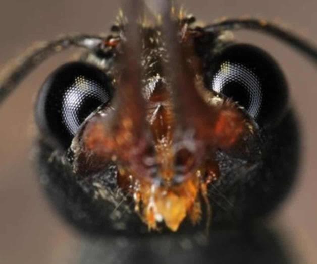 Mexicana en investigación sobre hormiga mutante Mexicana en investigación sobre hormiga mutante