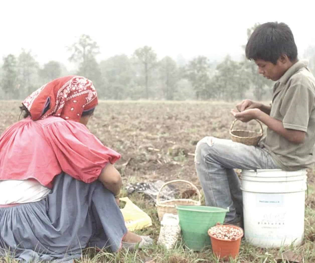 La milpa o la muerte: una loa al maíz en México