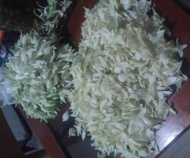 Comienza el consumo y venta de flor de palma