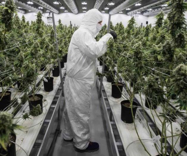 Ante legalización de marihuana en Canadá; necesario mayor regulación