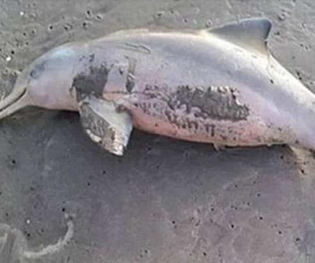 Suman 11 delfines hallados muertos en playas de Mazatlán