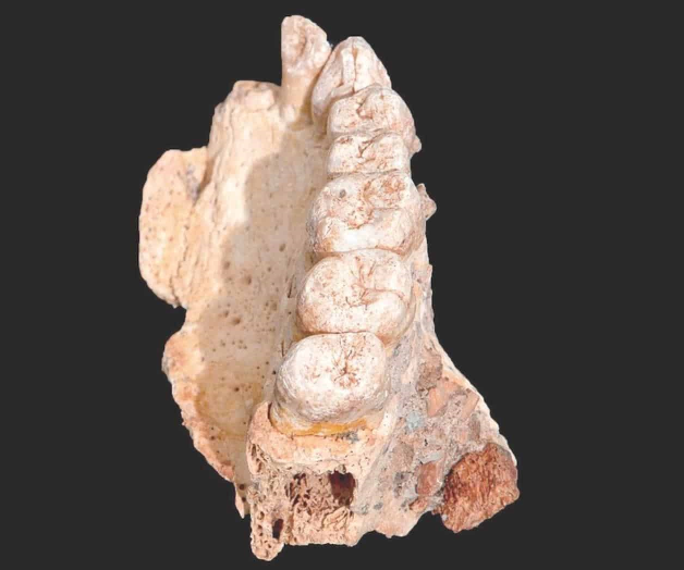 Un candidato a ser el ‘homo sapiens’ más antiguo del mundo Un candidato a ser el ‘homo sapiens’ más antiguo del mundo