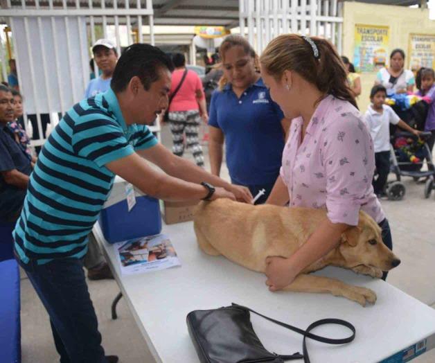 ‘Blindan’ a sus mascotas