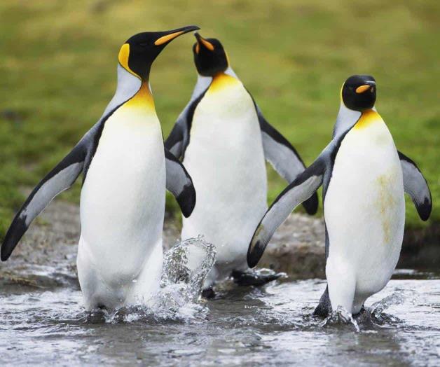 Amenaza cambio climático el futuro del 70% de los pingüinos rey