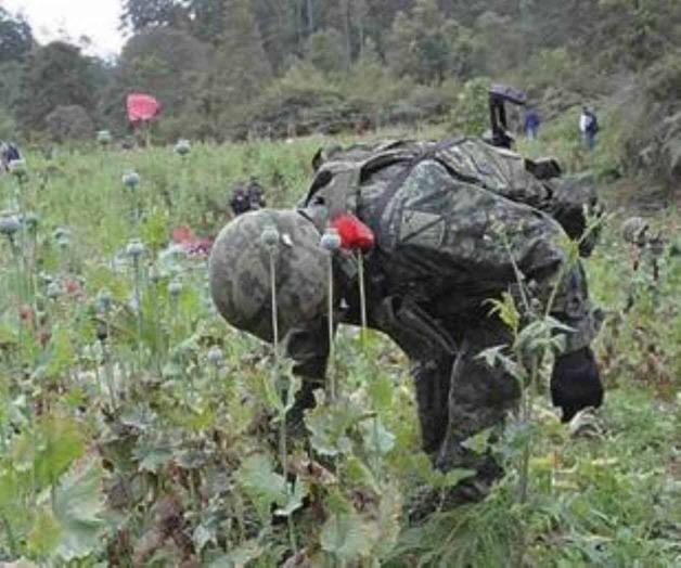 Destruyen 84 mil plantas de amapola en dos plantíos de Jalisco
