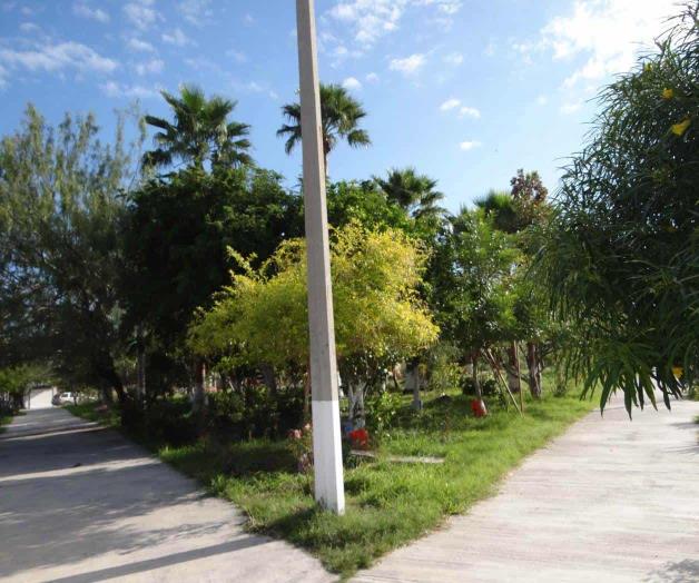 Reúne Plaza ‘La Amistad’ 80 especies de plantas Reúne Plaza ‘La Amistad’ 80 especies de plantas