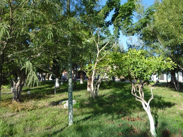 Reúne Plaza ‘La Amistad’ 80 especies de plantas Reúne Plaza ‘La Amistad’ 80 especies de plantas