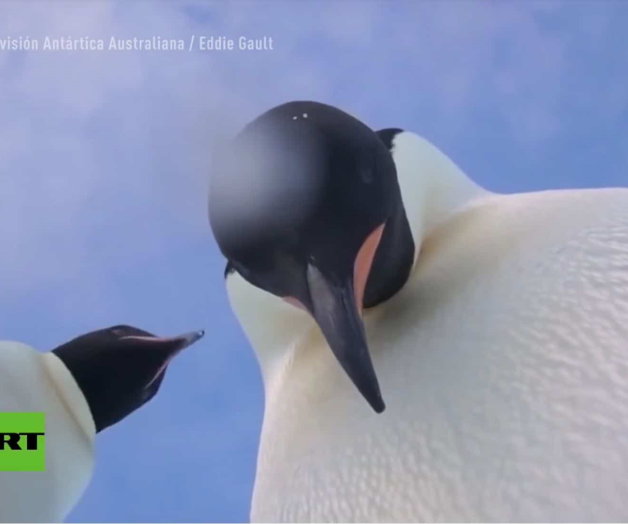 Dos pingüinos se toman una selfie