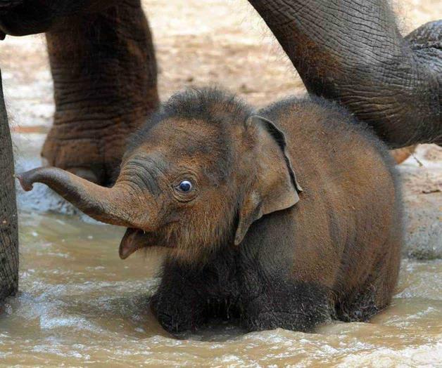 Elefante bebé se sienta sobre el regazo de una turista