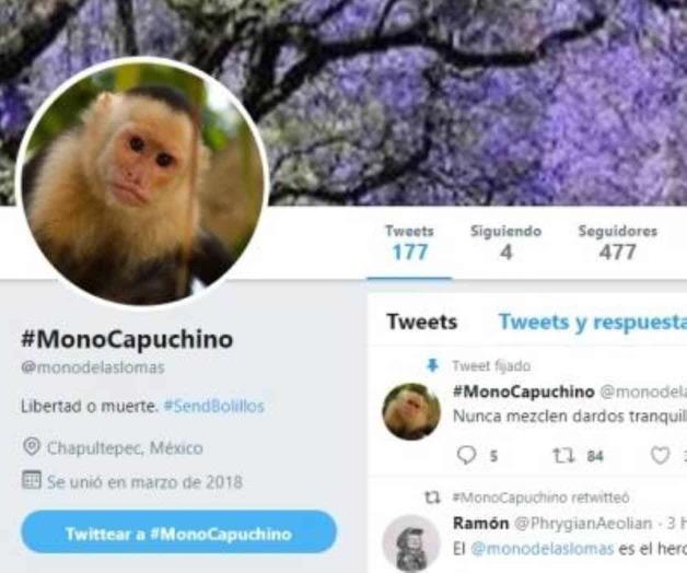 Crean cuenta de Twitter del mono capuchino de Reforma Crean cuenta de Twitter del mono capuchino de Reforma