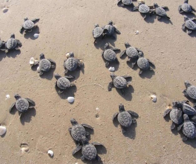 Esperan llegada de tortugas Lora en playas de Tamaulipas Esperan llegada de tortugas Lora en playas de Tamaulipas