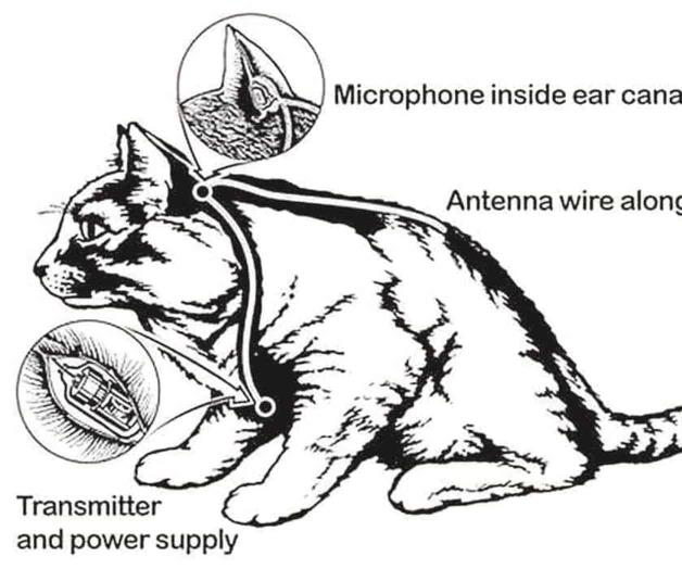 Cuando la CIA intentó crear un cuerpo de gatos espías