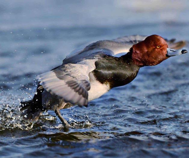 Impulsan proteger al pato cabeza roja. Proyecto de la UAT y Dumac