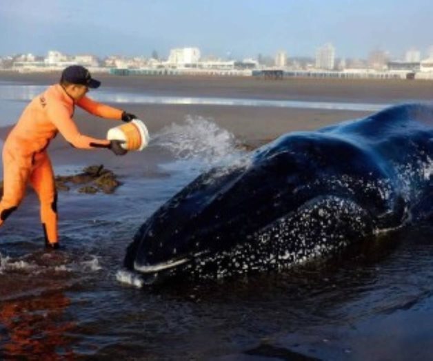 Intentan salvar a ballena encallada en Argentina