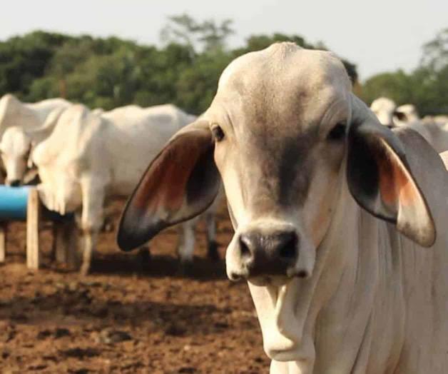Sufren en carne propia la pesadilla del clembuterol
