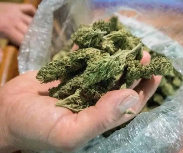 Marihuana que se consume en México es adulterada Marihuana que se consume en México es adulterada
