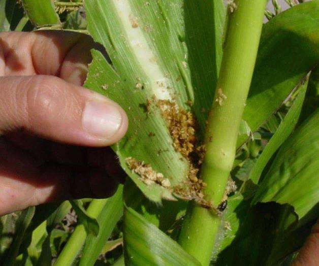 Aparecen brotes de plagas en maíz. Incidencia no se ha generalizado