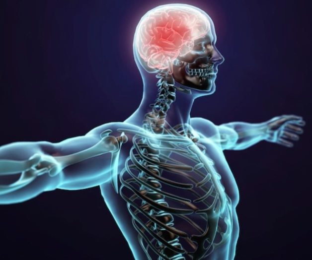 Usan moscas de la fruta en investigación