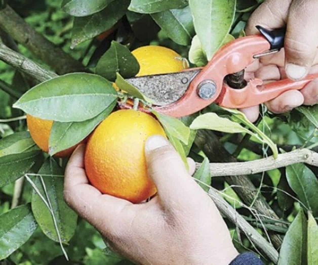 Aterrizarán apoyos para los productores